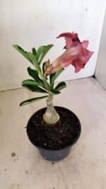 ENXERTO 12165 – 20cm (cor LM 999) - Imagem 5