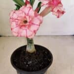 ENXERTO 12166 – 20cm (cor LM 501)