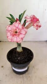 ENXERTO 12166 – 20cm (cor LM 501)