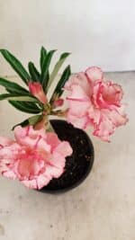 ENXERTO 12166 – 20cm (cor LM 501) - Imagem 3