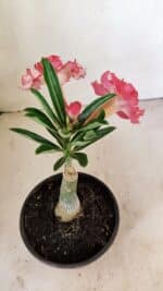 ENXERTO 12166 – 20cm (cor LM 501) - Imagem 4