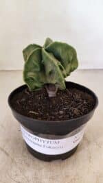 ASTROPHYTUM MYRIOSTIGMA "Fukuryu"  Nº 1059 – vaso 11 - Imagem 2