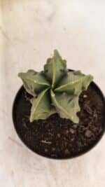 ASTROPHYTUM MYRIOSTIGMA "Fukuryu"  Nº 1059 – vaso 11 - Imagem 3