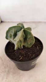 ASTROPHYTUM MYRIOSTIGMA "Fukuryu"  Nº 1059 – vaso 11 - Imagem 6