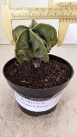 ASTROPHYTUM MYRIOSTIGMA "Fukuryu"  Nº 1059 – vaso 11 - Imagem 4