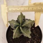 ASTROPHYTUM MYRIOSTIGMA "Fukuryu"  Nº 1059 – vaso 11