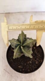 ASTROPHYTUM MYRIOSTIGMA "Fukuryu"  Nº 1059 – vaso 11