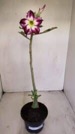 Planta Simples 3163 – 35cm – 03 anos - Imagem 2