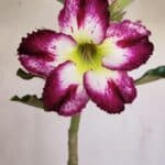 Planta Simples 3163 – 35cm – 03 anos