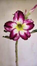 Planta Simples 3163 – 35cm – 03 anos