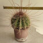 CACTOS HEMILLY – vaso 15