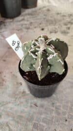 CACTOS LIVE 11/09  Nº 05 – vaso 09 - Imagem 2