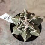 CACTOS LIVE 11/09  Nº 05 – vaso 09