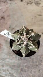 CACTOS LIVE 11/09  Nº 05 – vaso 09