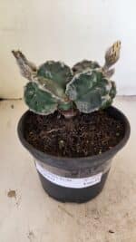 MATRIZ ASTROPHYTUM cv KIKKO "Bicéfalo"  Nº 1029 – vaso 15