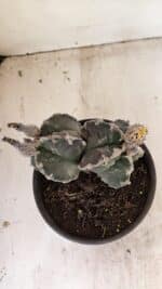 MATRIZ ASTROPHYTUM cv KIKKO "Bicéfalo"  Nº 1029 – vaso 15 - Imagem 8