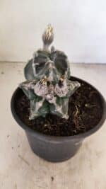 MATRIZ ASTROPHYTUM cv KIKKO "Bicéfalo"  Nº 1029 – vaso 15 - Imagem 3