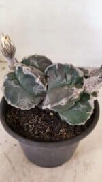 MATRIZ ASTROPHYTUM cv KIKKO "Bicéfalo"  Nº 1029 – vaso 15 - Imagem 6