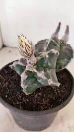 MATRIZ ASTROPHYTUM cv KIKKO "Bicéfalo"  Nº 1029 – vaso 15 - Imagem 5