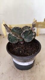 MATRIZ ASTROPHYTUM cv KIKKO "Bicéfalo"  Nº 1029 – vaso 15 - Imagem 4