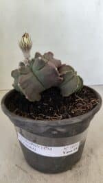 MATRIZ ASTROPHYTUM cv KIKKO "Bicéfalo"  Nº 1031 – vaso 15 - Imagem 2