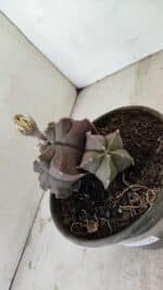 MATRIZ ASTROPHYTUM cv KIKKO "Bicéfalo"  Nº 1031 – vaso 15 - Imagem 9