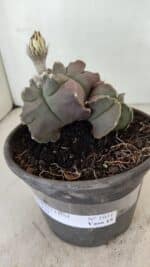 MATRIZ ASTROPHYTUM cv KIKKO "Bicéfalo"  Nº 1031 – vaso 15 - Imagem 8