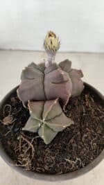 MATRIZ ASTROPHYTUM cv KIKKO "Bicéfalo"  Nº 1031 – vaso 15 - Imagem 6