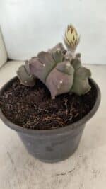 MATRIZ ASTROPHYTUM cv KIKKO "Bicéfalo"  Nº 1031 – vaso 15 - Imagem 7