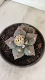 MATRIZ ASTROPHYTUM cv KIKKO "Bicéfalo"  Nº 1031 – vaso 15 - Imagem 3