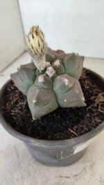 MATRIZ ASTROPHYTUM cv KIKKO "Bicéfalo"  Nº 1031 – vaso 15 - Imagem 5