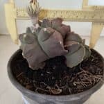 MATRIZ ASTROPHYTUM cv KIKKO "Bicéfalo"  Nº 1031 – vaso 15