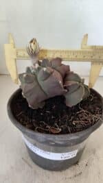 MATRIZ ASTROPHYTUM cv KIKKO "Bicéfalo"  Nº 1031 – vaso 15