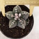 MATRIZ ASTROPHYTUM cv KIKKO Nº 1035 – vaso 15