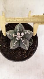 MATRIZ ASTROPHYTUM cv KIKKO Nº 1035 – vaso 15