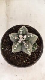 MATRIZ ASTROPHYTUM cv KIKKO Nº 1035 – vaso 15 - Imagem 8