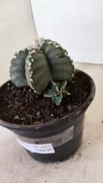 MATRIZ ASTROPHYTUM cv KIKKO Nº 1035 – vaso 15 - Imagem 11