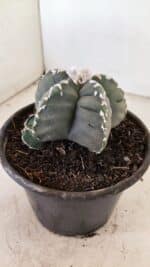 MATRIZ ASTROPHYTUM cv KIKKO Nº 1035 – vaso 15 - Imagem 10