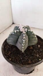 MATRIZ ASTROPHYTUM cv KIKKO Nº 1035 – vaso 15 - Imagem 9