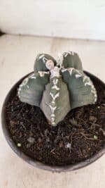 MATRIZ ASTROPHYTUM cv KIKKO Nº 1035 – vaso 15 - Imagem 7