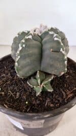 MATRIZ ASTROPHYTUM cv KIKKO Nº 1035 – vaso 15 - Imagem 6