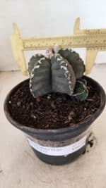 MATRIZ ASTROPHYTUM cv KIKKO Nº 1035 – vaso 15 - Imagem 4