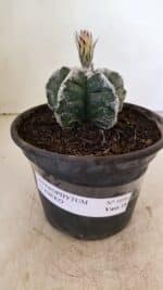 MATRIZ ASTROPHYTUM cv KIKKO Nº 1036 – vaso 15 - Imagem 2