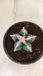 MATRIZ ASTROPHYTUM cv KIKKO Nº 1036 – vaso 15 - Imagem 3