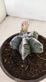 MATRIZ ASTROPHYTUM cv KIKKO Nº 1036 – vaso 15 - Imagem 8