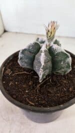 MATRIZ ASTROPHYTUM cv KIKKO Nº 1036 – vaso 15 - Imagem 7