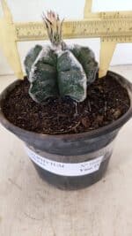 MATRIZ ASTROPHYTUM cv KIKKO Nº 1036 – vaso 15 - Imagem 5
