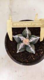 MATRIZ ASTROPHYTUM cv KIKKO Nº 1036 – vaso 15