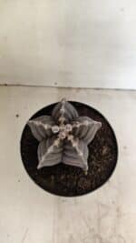 ASTROPHYTUM cv KIKKO Nº 1039 – vaso 15 - Imagem 3