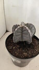 ASTROPHYTUM cv KIKKO Nº 1039 – vaso 15 - Imagem 9